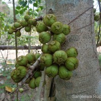 Ficus hispida L.f.